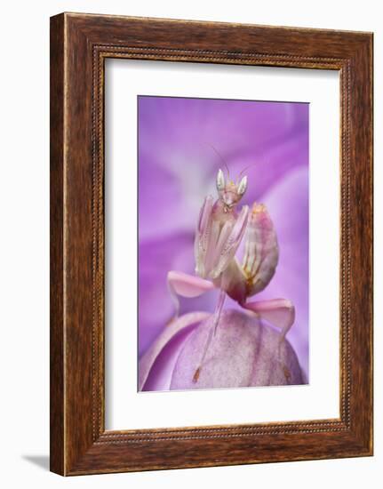 Malaysian Orchid Mantis (Hymenopus Coronatus) Pink Colour Morph, Camouflaged On An Orchid-Alex Hyde-Framed Photographic Print