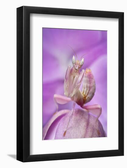 Malaysian Orchid Mantis (Hymenopus Coronatus) Pink Colour Morph, Camouflaged On An Orchid-Alex Hyde-Framed Photographic Print