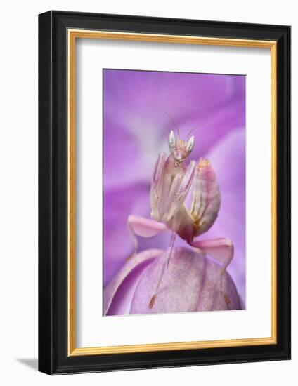 Malaysian Orchid Mantis (Hymenopus Coronatus) Pink Colour Morph, Camouflaged On An Orchid-Alex Hyde-Framed Photographic Print