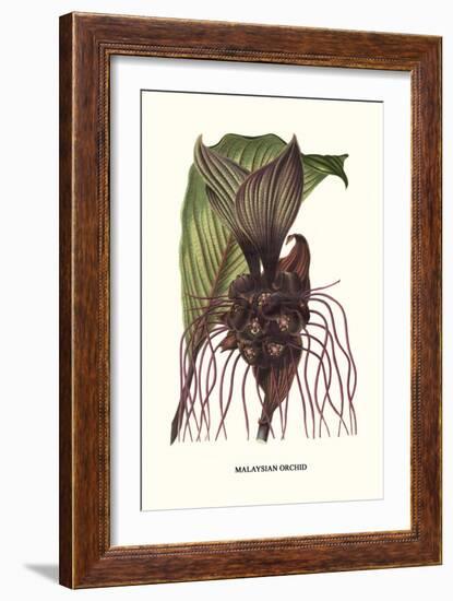 Malaysian Orchid-Louis Van Houtte-Framed Art Print