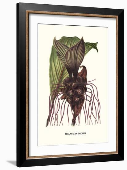 Malaysian Orchid-Louis Van Houtte-Framed Art Print