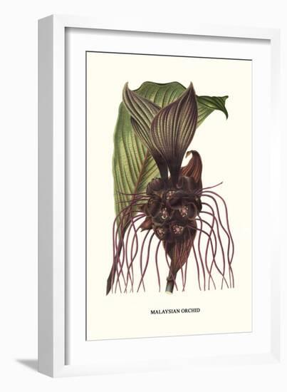 Malaysian Orchid-Louis Van Houtte-Framed Art Print