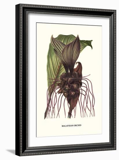 Malaysian Orchid-Louis Van Houtte-Framed Art Print