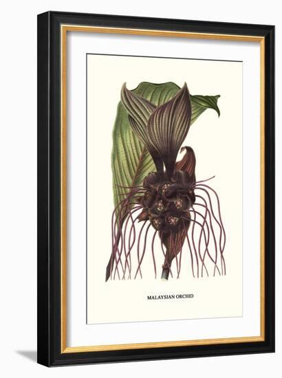 Malaysian Orchid-Louis Van Houtte-Framed Art Print