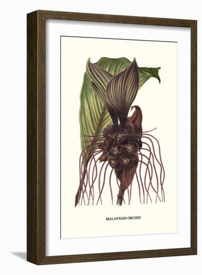 Malaysian Orchid-Louis Van Houtte-Framed Premium Giclee Print