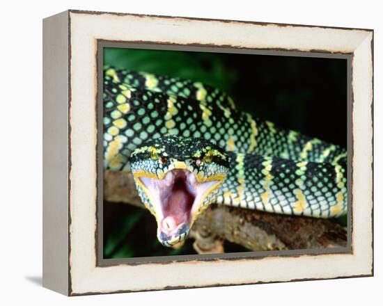 Malaysian Temple Viper, Native to Malaysia and Indonesia-David Northcott-Framed Premier Image Canvas