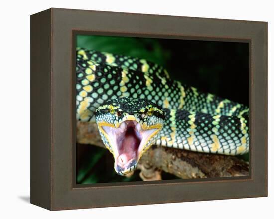 Malaysian Temple Viper, Native to Malaysia and Indonesia-David Northcott-Framed Premier Image Canvas