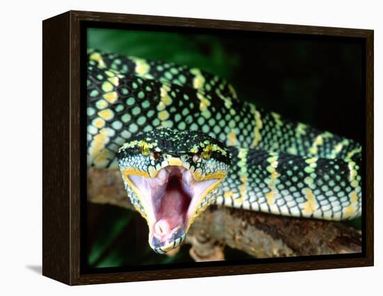 Malaysian Temple Viper, Native to Malaysia and Indonesia-David Northcott-Framed Premier Image Canvas