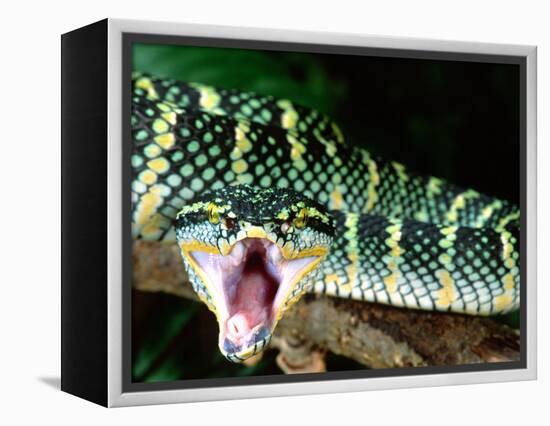 Malaysian Temple Viper, Native to Malaysia and Indonesia-David Northcott-Framed Premier Image Canvas