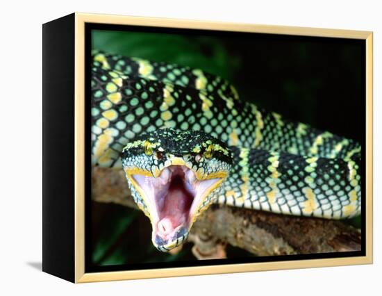 Malaysian Temple Viper, Native to Malaysia and Indonesia-David Northcott-Framed Premier Image Canvas