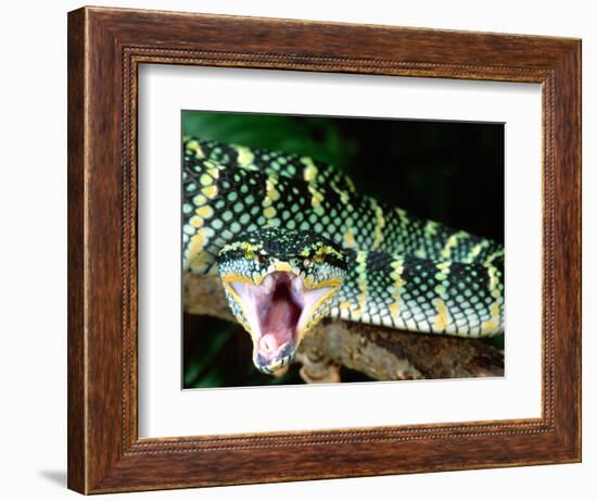 Malaysian Temple Viper, Native to Malaysia and Indonesia-David Northcott-Framed Photographic Print