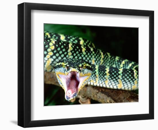 Malaysian Temple Viper, Native to Malaysia and Indonesia-David Northcott-Framed Photographic Print