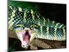 Malaysian Temple Viper, Native to Malaysia and Indonesia-David Northcott-Mounted Photographic Print