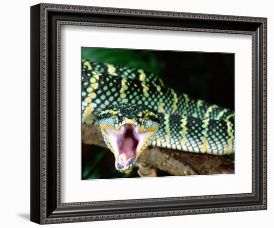 Malaysian Temple Viper, Native to Malaysia and Indonesia-David Northcott-Framed Photographic Print