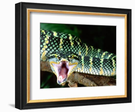 Malaysian Temple Viper, Native to Malaysia and Indonesia-David Northcott-Framed Photographic Print