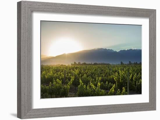 Malbec vineyards at the foot of the Andes in the Uco Valley near Mendoza, Argentina, South America-Alex Treadway-Framed Photographic Print