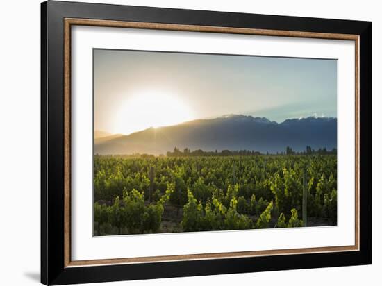 Malbec vineyards at the foot of the Andes in the Uco Valley near Mendoza, Argentina, South America-Alex Treadway-Framed Photographic Print