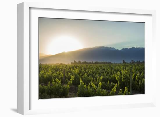 Malbec vineyards at the foot of the Andes in the Uco Valley near Mendoza, Argentina, South America-Alex Treadway-Framed Photographic Print