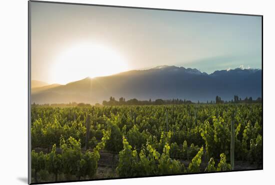 Malbec vineyards at the foot of the Andes in the Uco Valley near Mendoza, Argentina, South America-Alex Treadway-Mounted Photographic Print