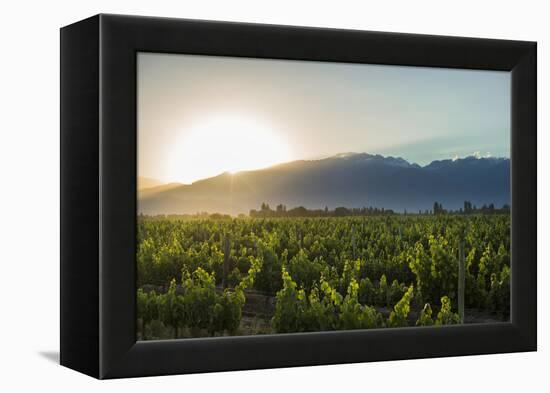 Malbec vineyards at the foot of the Andes in the Uco Valley near Mendoza, Argentina, South America-Alex Treadway-Framed Premier Image Canvas