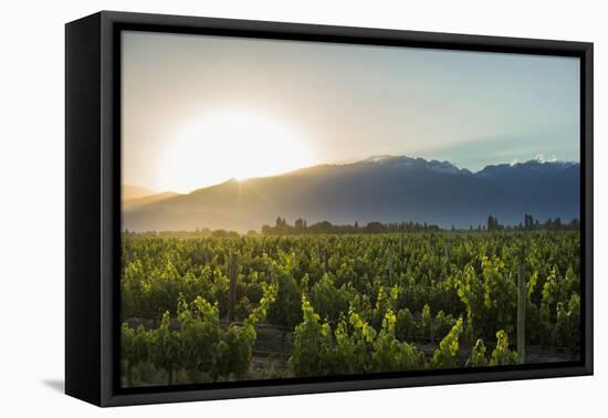 Malbec vineyards at the foot of the Andes in the Uco Valley near Mendoza, Argentina, South America-Alex Treadway-Framed Premier Image Canvas