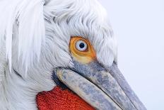 Dalmatian pelican (pelecanus crispus) portrait of adult in breeding plumage, lake kerkini, greece-Malcolm Schuyl-Framed Photographic Print