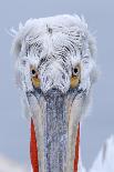 Dalmatian pelican (pelecanus crispus) portrait of adult in breeding plumage, lake kerkini, greece-Malcolm Schuyl-Framed Premier Image Canvas