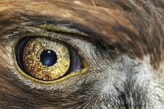 Golden eagle (aquila chrysaetos) close-up of eye, scotland, captive-Malcolm Schuyl-Framed Premier Image Canvas