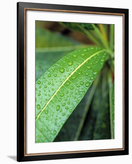 Maldives, Indian Ocean-Jon Arnold-Framed Photographic Print