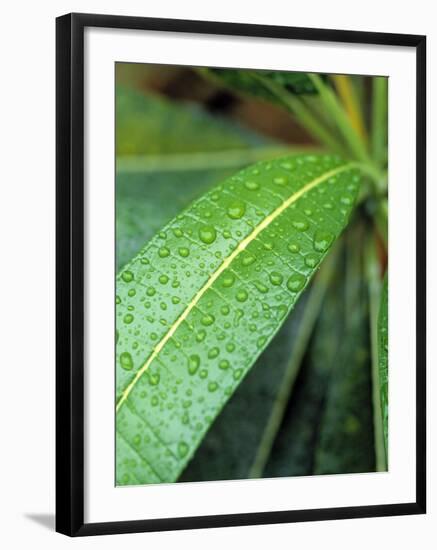 Maldives, Indian Ocean-Jon Arnold-Framed Photographic Print