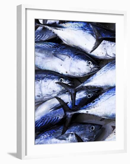 Maldives, Male Atoll, Male Town, Fishmarket-Michele Falzone-Framed Photographic Print