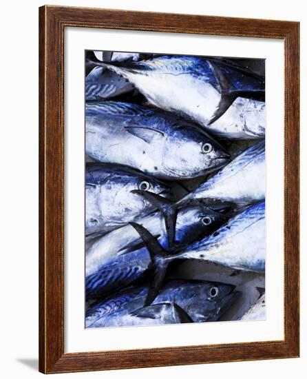 Maldives, Male Atoll, Male Town, Fishmarket-Michele Falzone-Framed Photographic Print