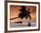 Maldives, Meemu Atoll, Medhufushi Island, Man Meditating on the Beach (Mr)-Michele Falzone-Framed Photographic Print