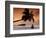 Maldives, Meemu Atoll, Medhufushi Island, Man Meditating on the Beach (Mr)-Michele Falzone-Framed Photographic Print