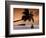 Maldives, Meemu Atoll, Medhufushi Island, Man Meditating on the Beach (Mr)-Michele Falzone-Framed Photographic Print