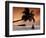 Maldives, Meemu Atoll, Medhufushi Island, Man Meditating on the Beach (Mr)-Michele Falzone-Framed Photographic Print