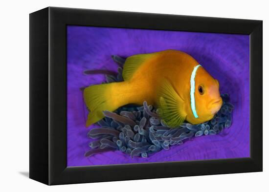 Maldivian anemonefish shelters against a sea anemone-Alex Mustard-Framed Premier Image Canvas