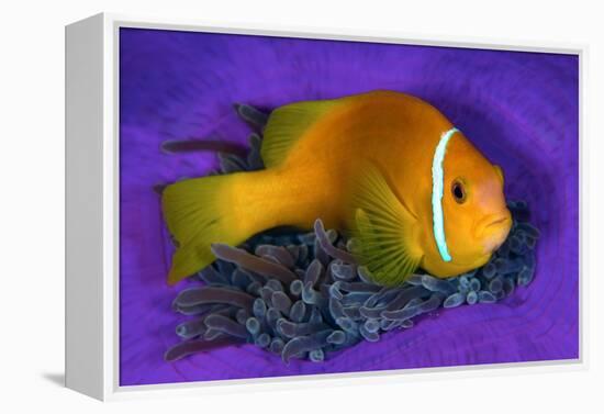 Maldivian anemonefish shelters against a sea anemone-Alex Mustard-Framed Premier Image Canvas