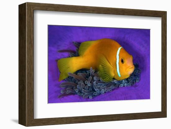 Maldivian anemonefish shelters against a sea anemone-Alex Mustard-Framed Photographic Print