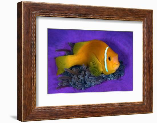 Maldivian anemonefish shelters against a sea anemone-Alex Mustard-Framed Photographic Print