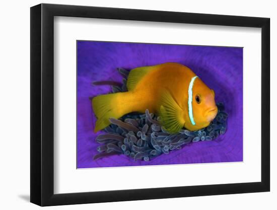 Maldivian anemonefish shelters against a sea anemone-Alex Mustard-Framed Photographic Print