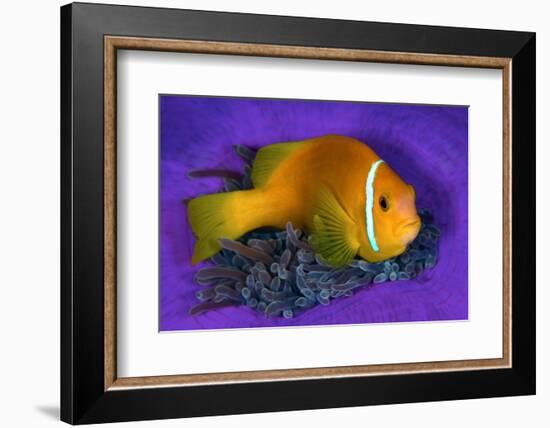 Maldivian anemonefish shelters against a sea anemone-Alex Mustard-Framed Photographic Print