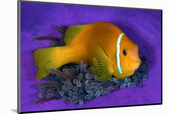 Maldivian anemonefish shelters against a sea anemone-Alex Mustard-Mounted Photographic Print