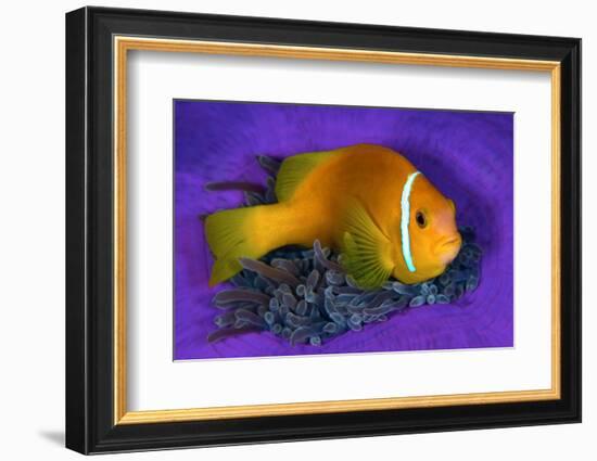 Maldivian anemonefish shelters against a sea anemone-Alex Mustard-Framed Photographic Print