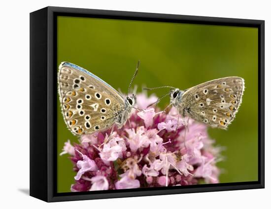 Male Adonis Blue Butterflies-Bob Gibbons-Framed Premier Image Canvas