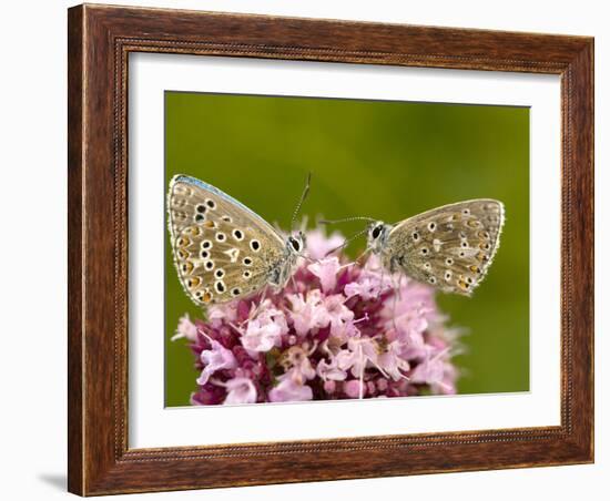 Male Adonis Blue Butterflies-Bob Gibbons-Framed Photographic Print