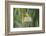 Male African Golden Weaver (Ploceus Subaureus) Tending to its Nest in Reedbeds-Neil Aldridge-Framed Photographic Print