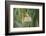 Male African Golden Weaver (Ploceus Subaureus) Tending to its Nest in Reedbeds-Neil Aldridge-Framed Photographic Print