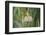 Male African Golden Weaver (Ploceus Subaureus) Tending to its Nest in Reedbeds-Neil Aldridge-Framed Photographic Print