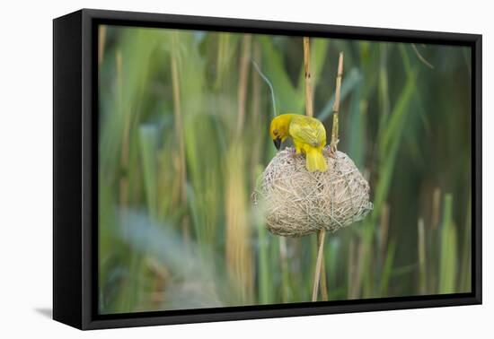 Male African Golden Weaver (Ploceus Subaureus) Tending to its Nest in Reedbeds-Neil Aldridge-Framed Premier Image Canvas